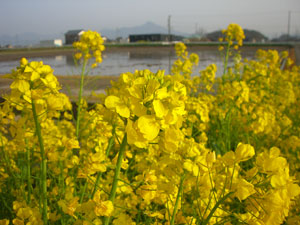 奥には会社が見えます